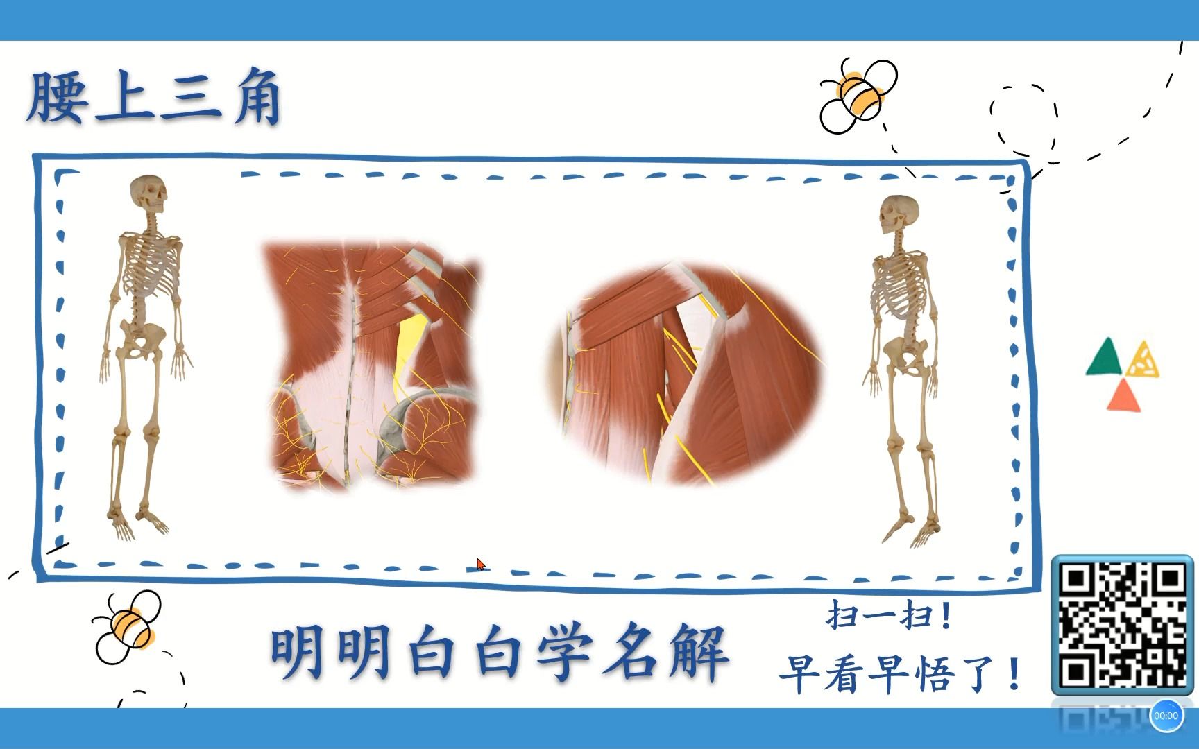 明明白白学名解—腰上三角(局部解剖学)哔哩哔哩bilibili