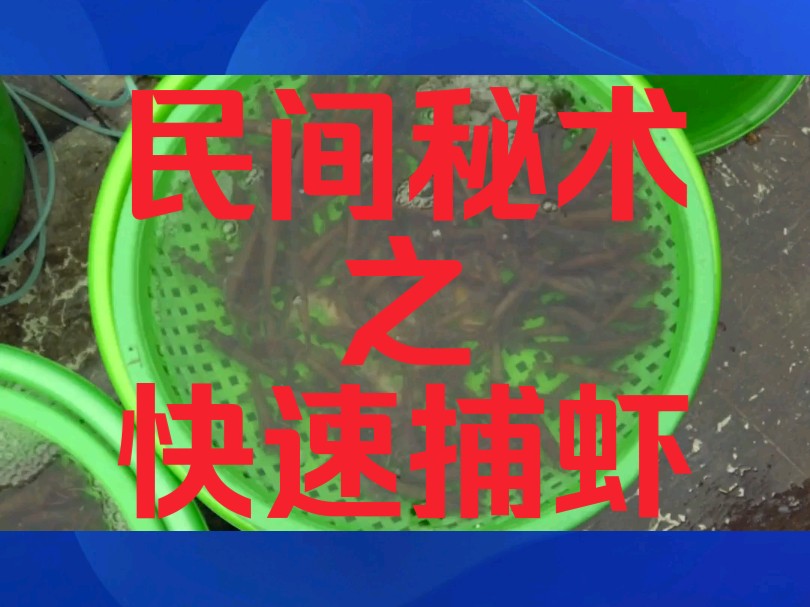 民间秘术之快速捕虾哔哩哔哩bilibili