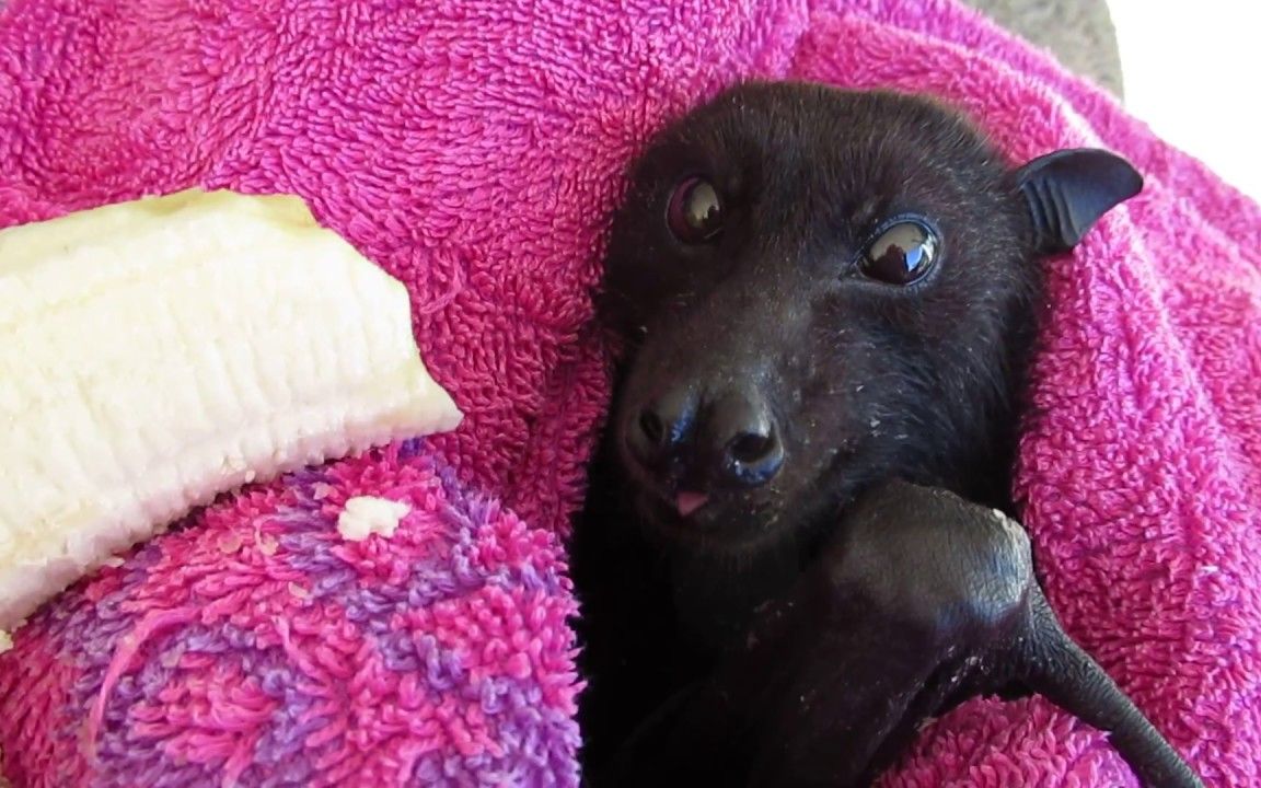 没想到蝙蝠吃香蕉的样子居然这么萌!