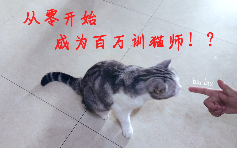 [图]手把手教你怎么训练猫，一般不外传的秘诀，你也能成为百万训猫师！？