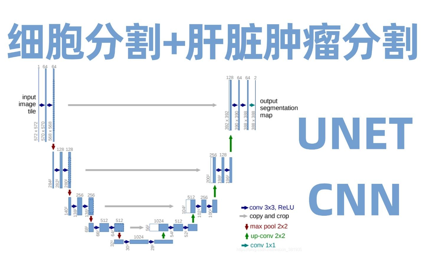 为什么UNET在医学分割领域这么好用?大佬精讲基于UNET的细胞分割与肝脏肿瘤分割,手把手带你做实战哔哩哔哩bilibili