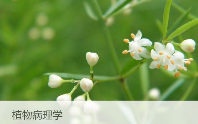 福建农林大学 植物病理学 主讲王爱民.刘国坤【全78讲】哔哩哔哩bilibili