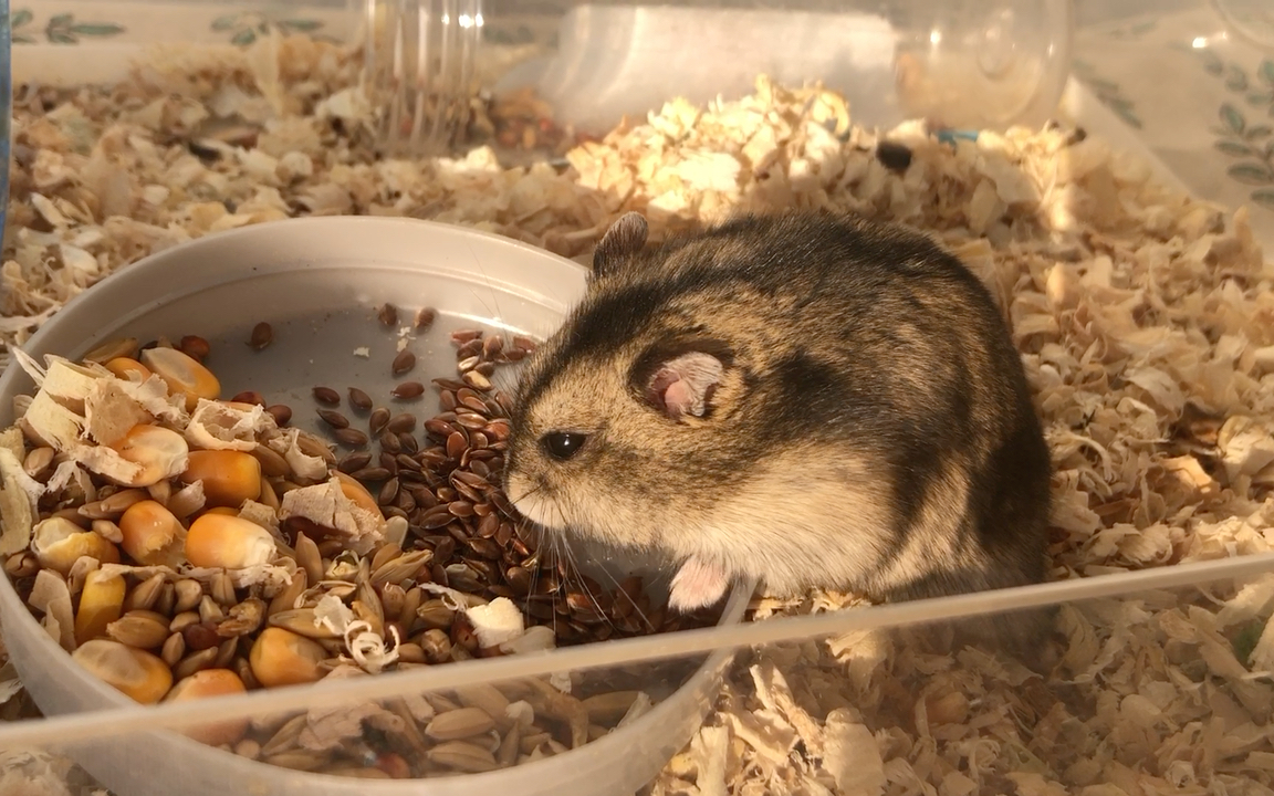 早上 阳光 仓鼠 亚麻籽