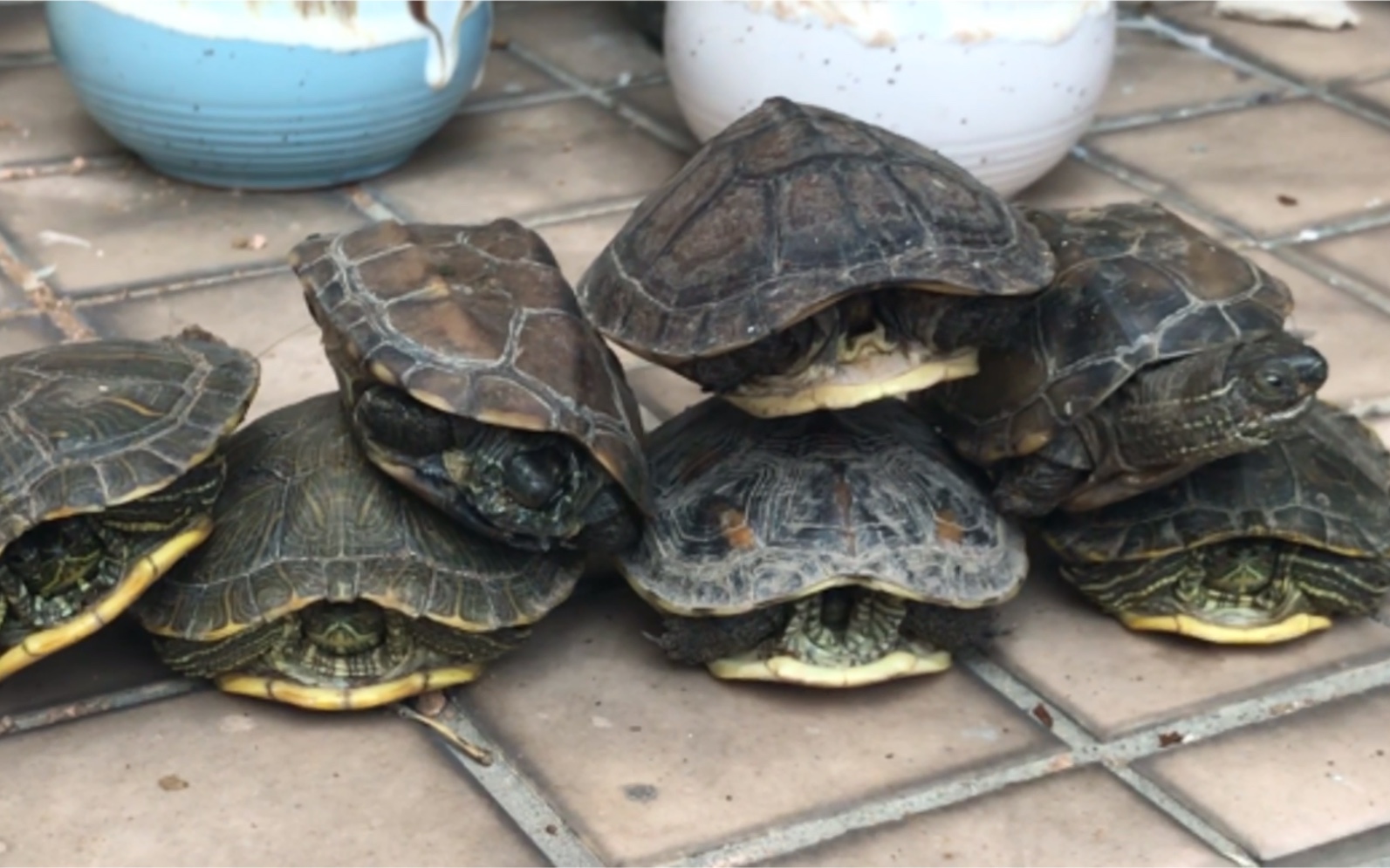 两个月冬眠结束室外阳台散养的草龟巴西龟黄喉花龟一个都没死 枯叶