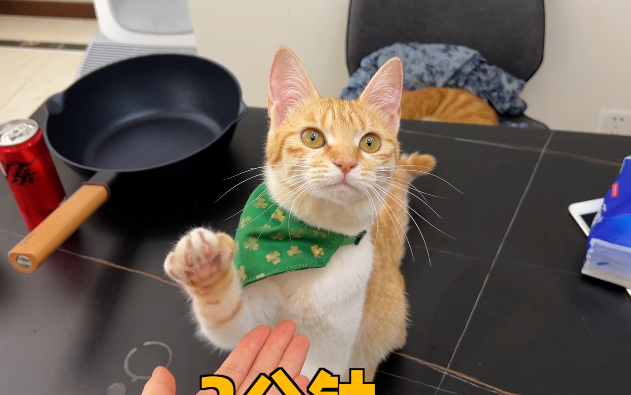 碰到这种呆傻的小猫咪,我该咋么办?-蛋妈家DMJ-蛋妈家DMJ-哔哩哔哩视频