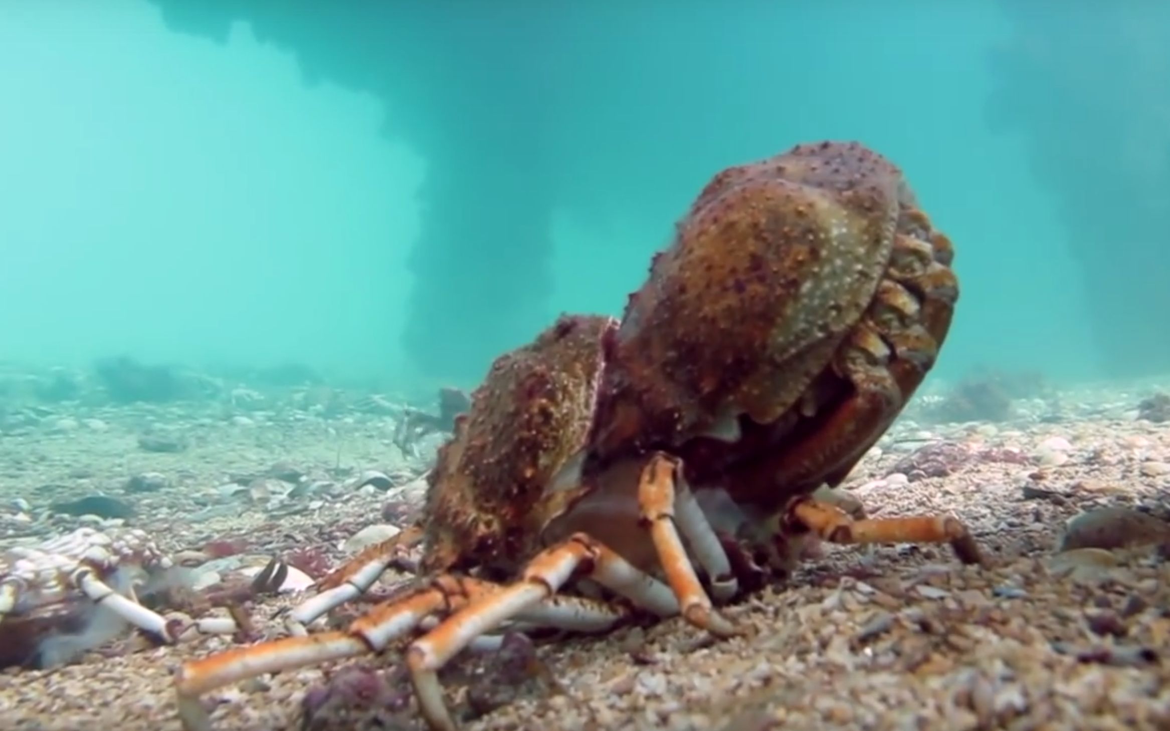 【白桃视频搬运】被海鳐鱼吃掉前,蜘蛛蟹蜕壳