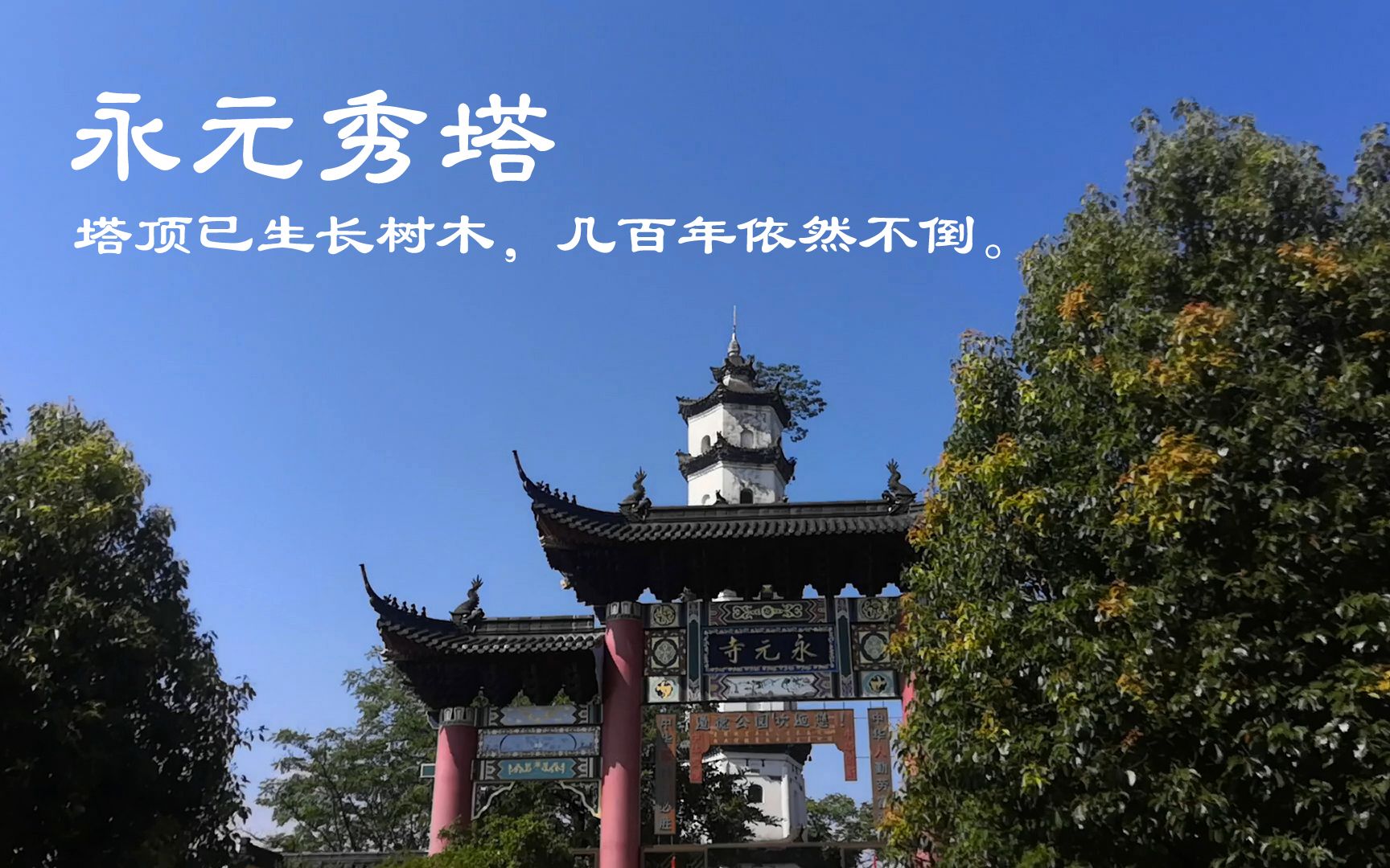 为镇服水患修建的永元秀塔,塔顶已生长树木,几百年依然不倒.