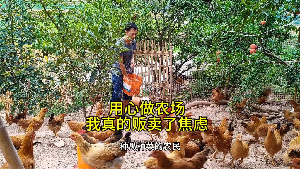 曾经,我说过“养鸡人不吃鸡,养猪人不吃肉,种菜人不吃菜”我想知道有多少人认为我是在贩卖焦虑.我的乡村生活 #绿色生态农业 #农村散养土鸡#生态农...