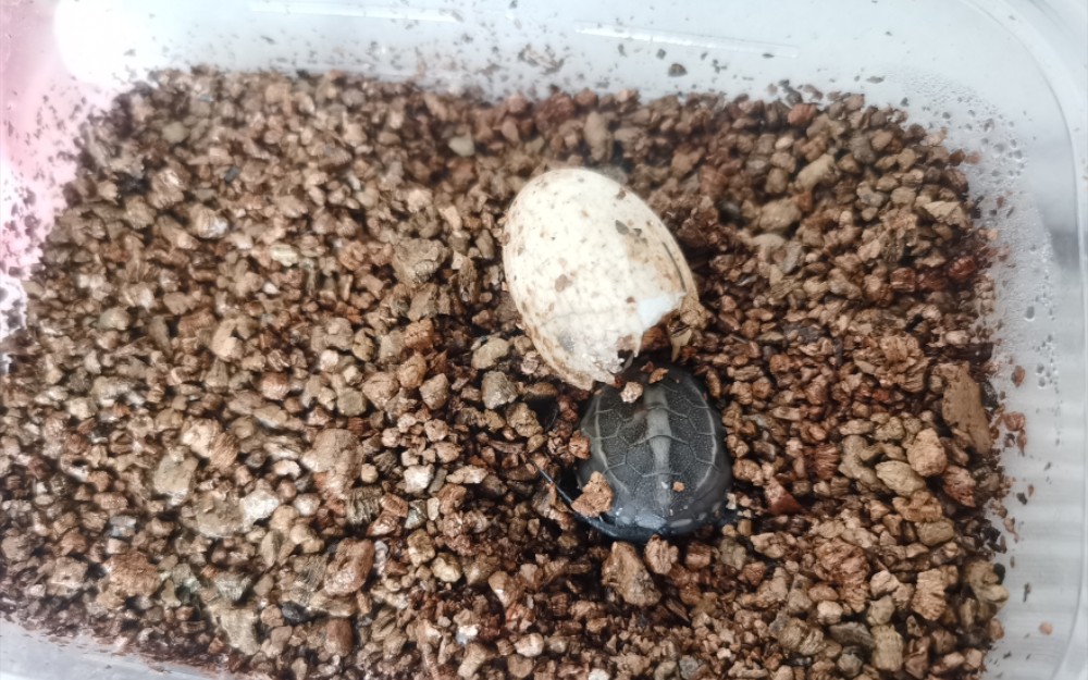 浮孵化两周的小草龟出壳啦!