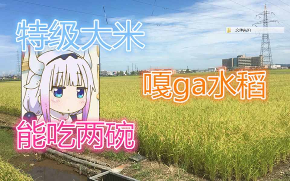 【猫豪】日本最好吃的大米!隔壁小孩都馋哭了哔哩哔哩bilibili