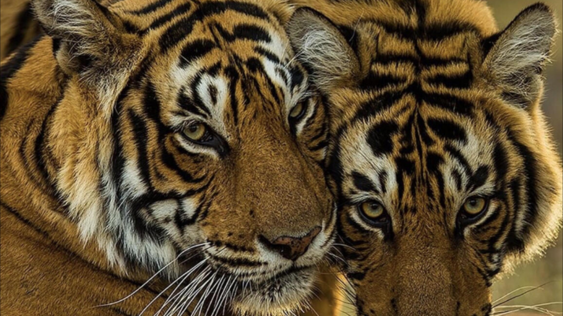 为了孩子,老虎女王桑达莉不顾一切,虎王萨林化身超级奶爸