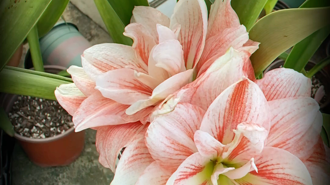 朱顶红之秋天的粉色荣耀