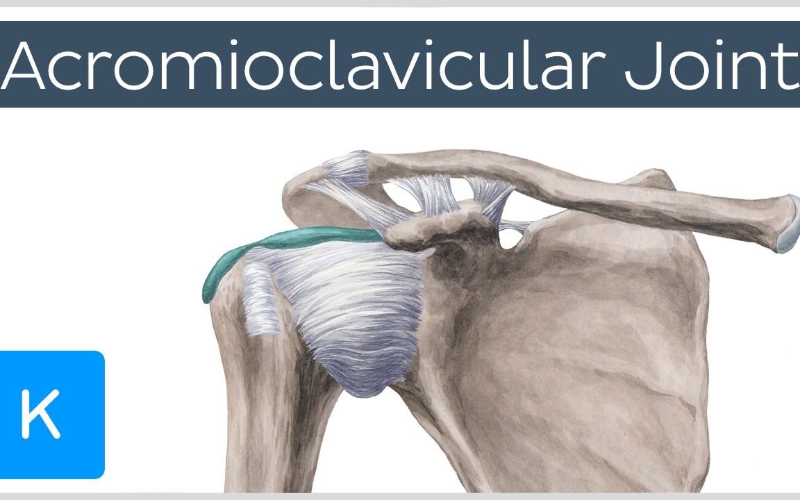 肩锁关节 | 位置和功能 | 人体解剖学哔哩哔哩bilibili