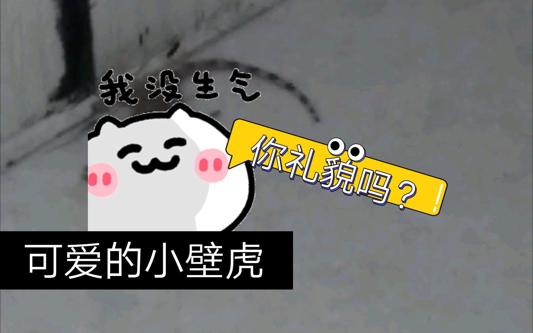 壁虎出现在家里怎么办?当然是……哔哩哔哩bilibili