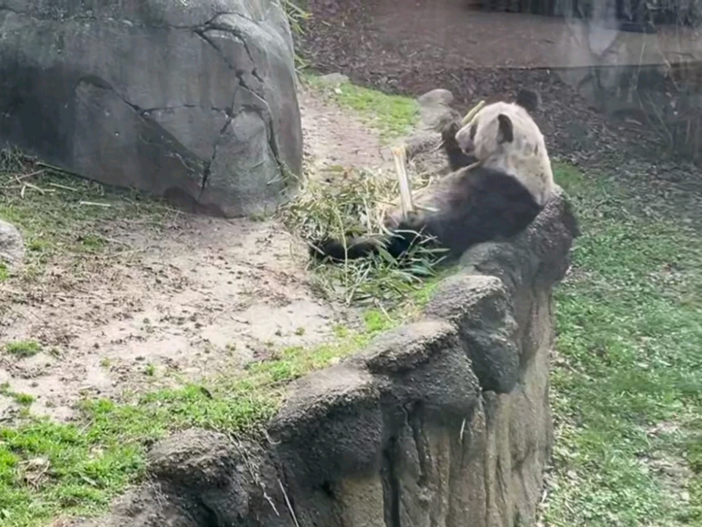 [图]旅美大熊猫丫丫专属歌曲，也是对丫丫的祝福：丫丫，回来吧！