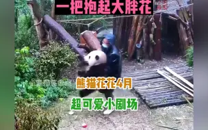 Tải video: 熊猫花花4月超可爱日常，费完爷爷费奶爸，打雷天不走被奶爸抱回