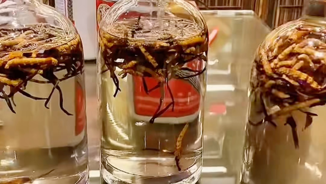 冬虫夏草泡酒越喝越有