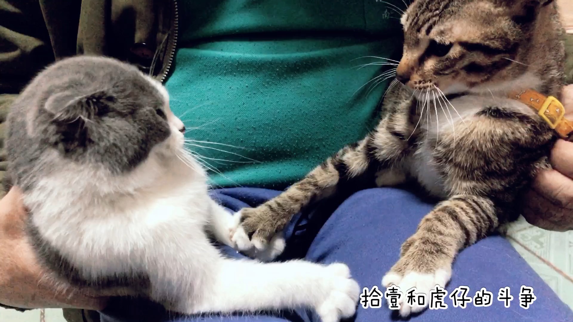 英短蓝白和豹猫的斗争