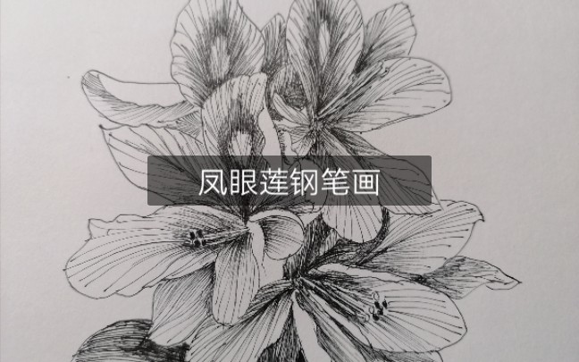 凤眼莲钢笔画