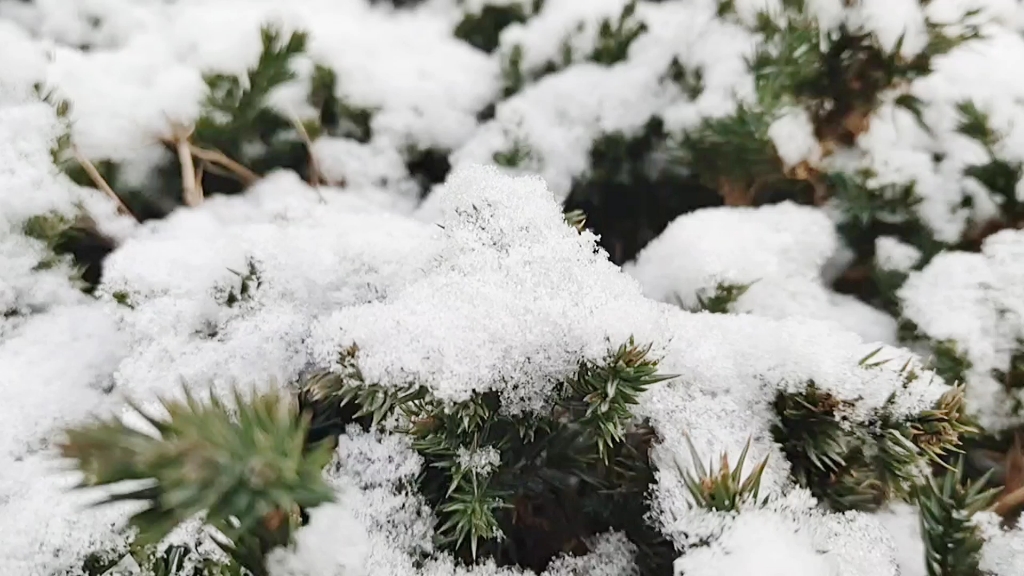 青岛的雪,冬日限定哔哩哔哩bilibili