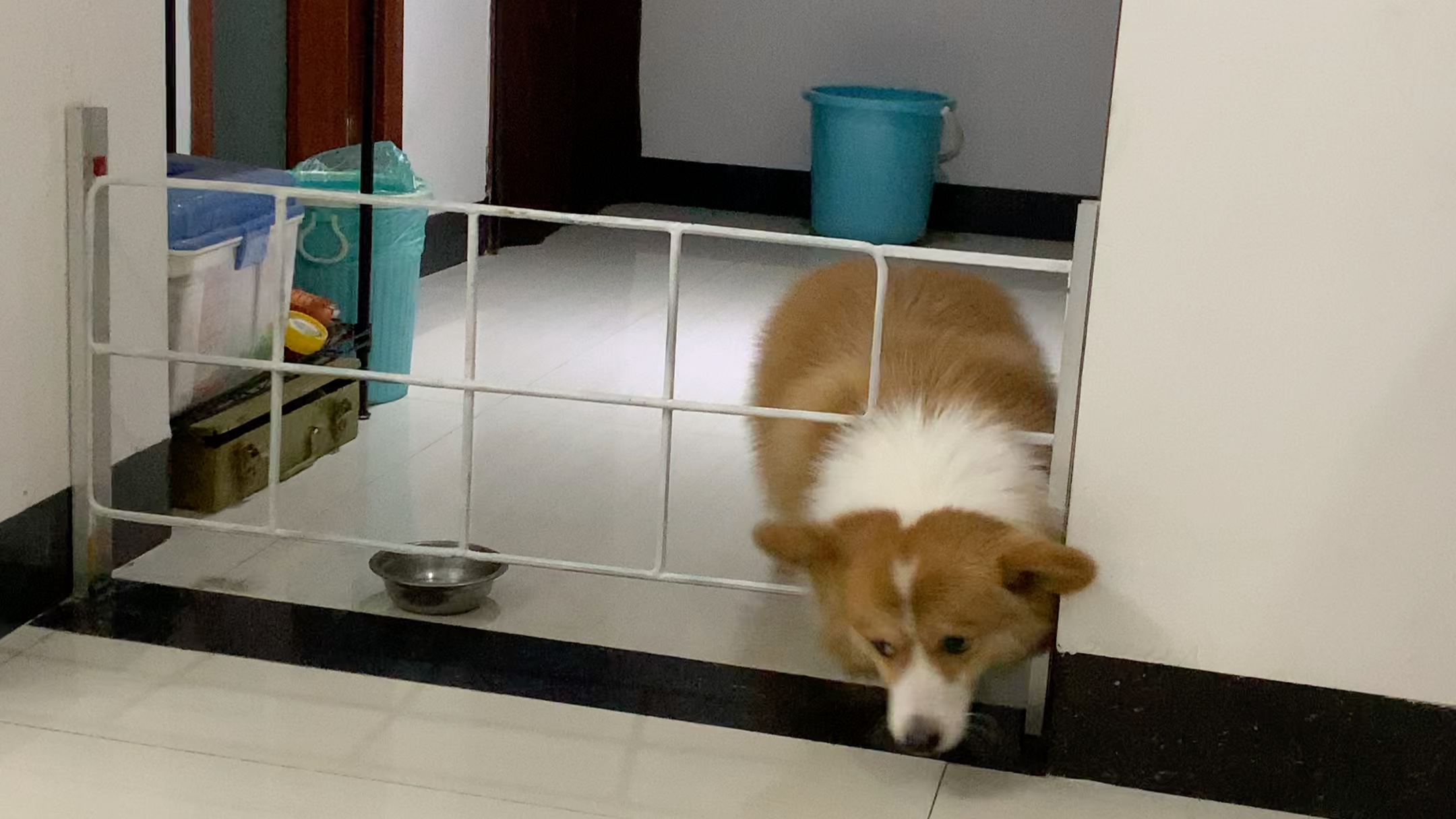 小柯基钻洞失败,就会立马发脾气