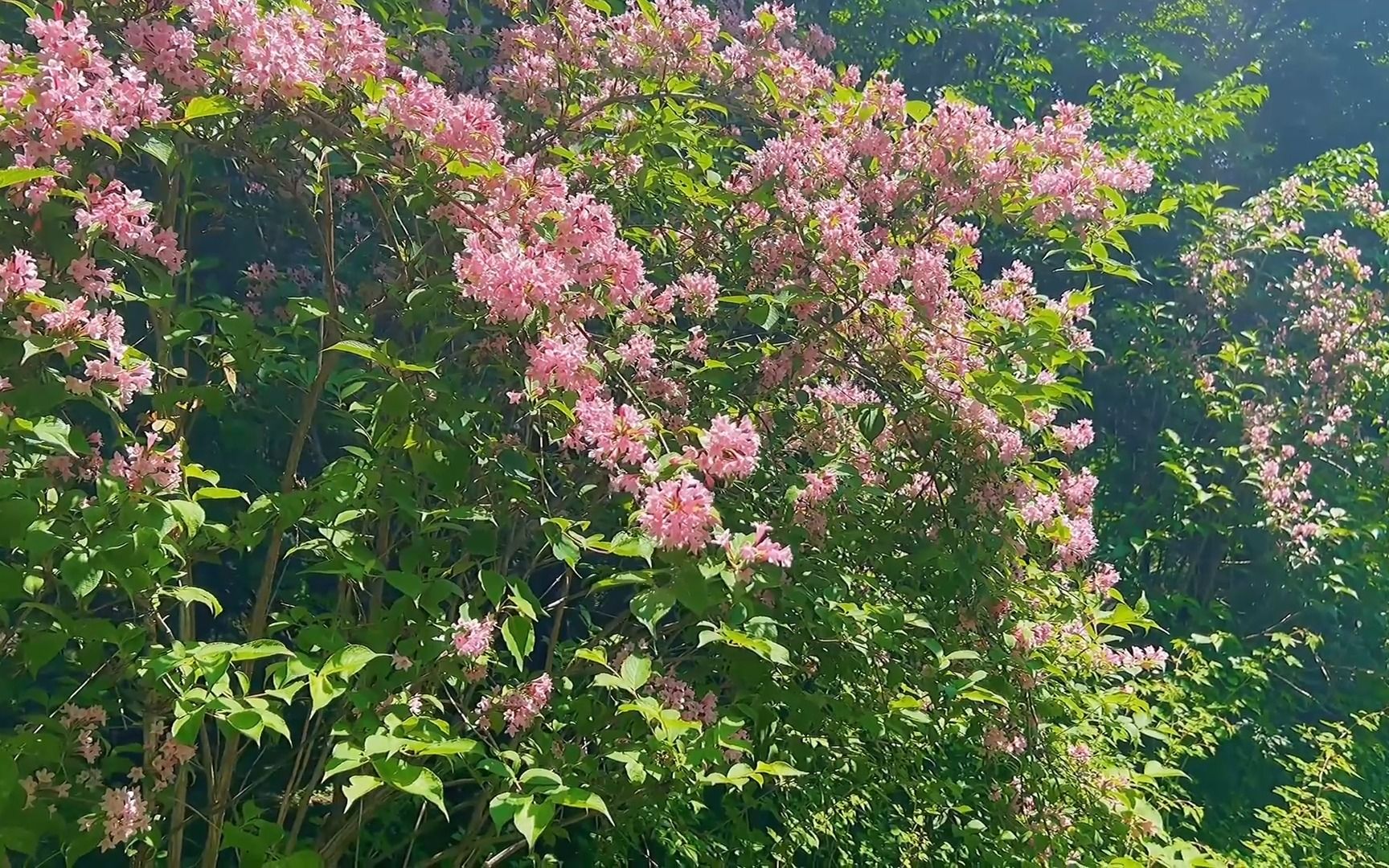 [图]"待到山花烂漫时 共看繁花似锦开"