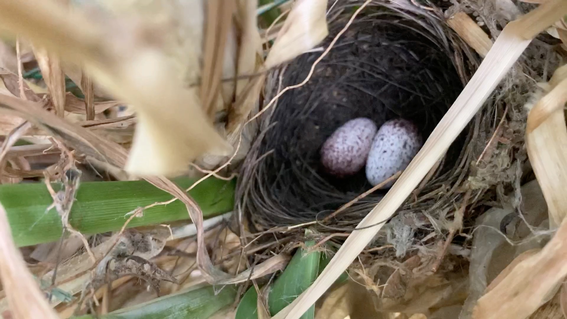 活动作品野生黑头翁的蛋仔春天的希望