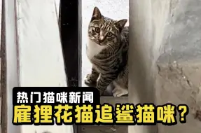 网友托流浪猫找猫，狸花：鲨了吗已接单...