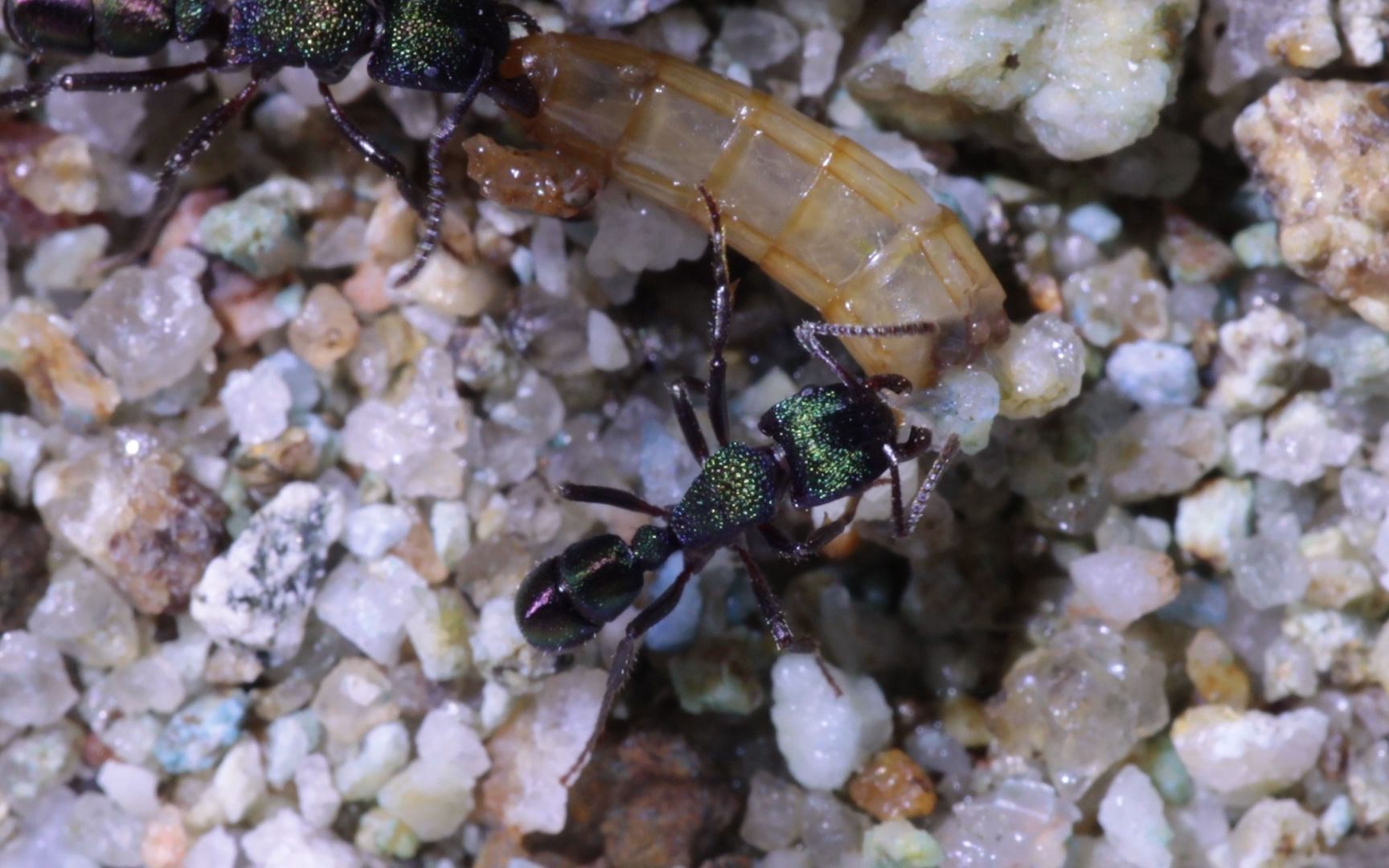 rhytidoponera metallica 金属皱猛蚁_20220805_01