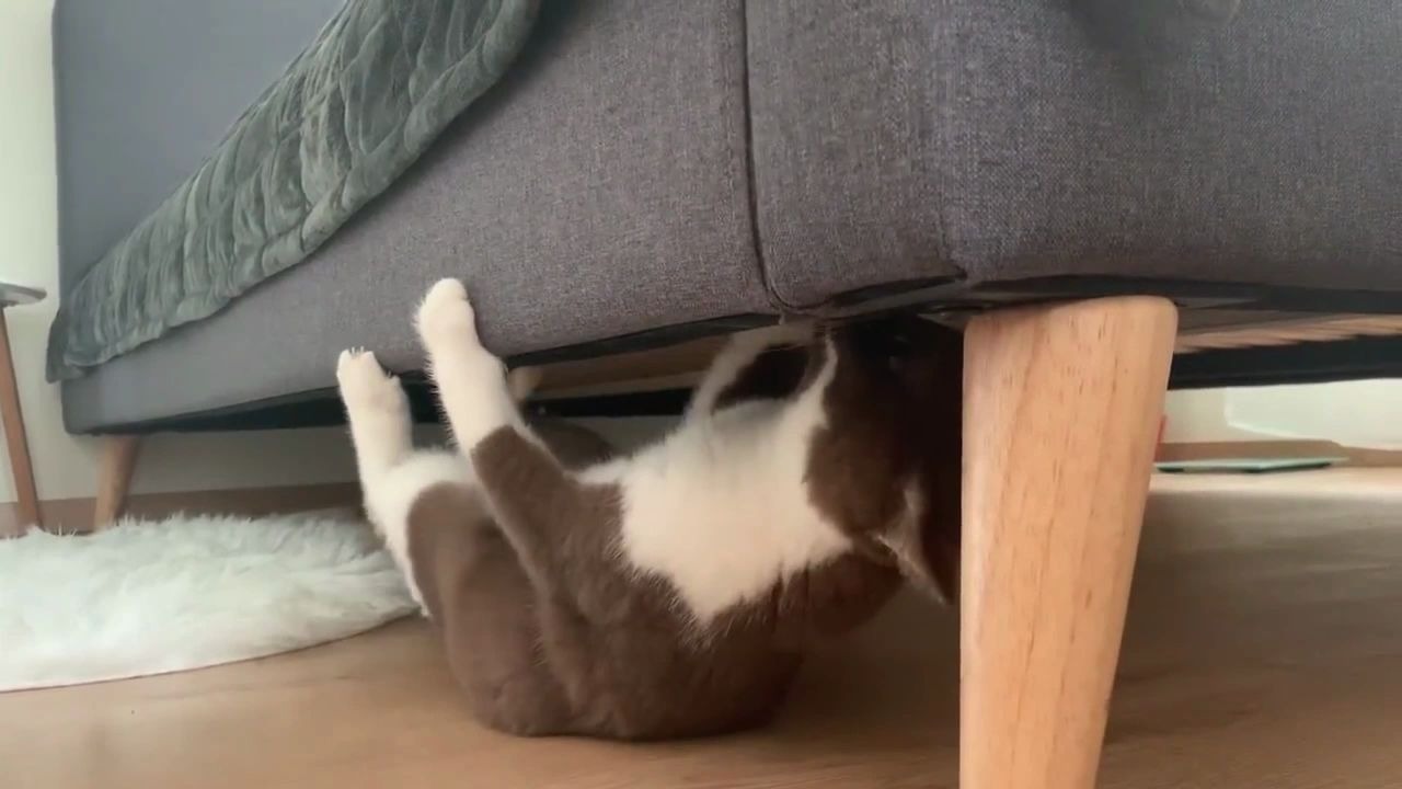 猫中蜘蛛侠,床下爬呀爬,可爱萌猫快乐搞笑(≧^.^≦)喵