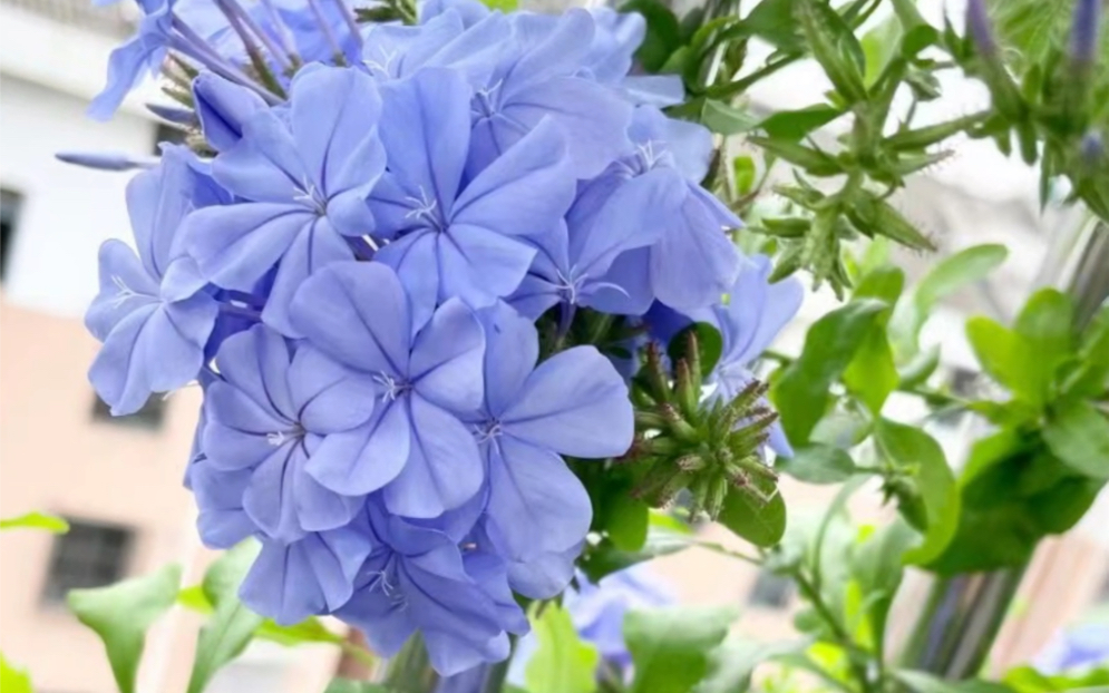 盛夏的花朵~蓝雪