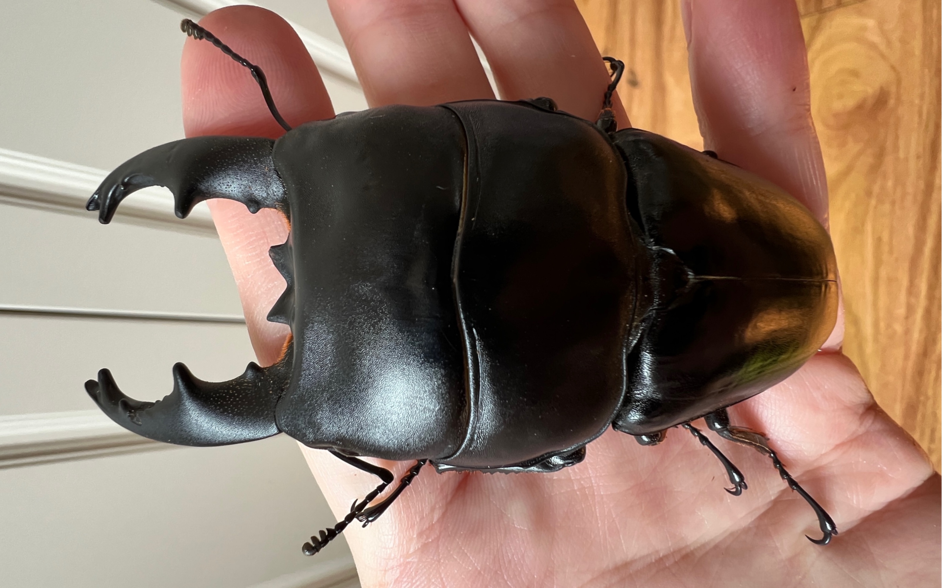 超巨大94.6mm短中齿苏门答腊宽扁