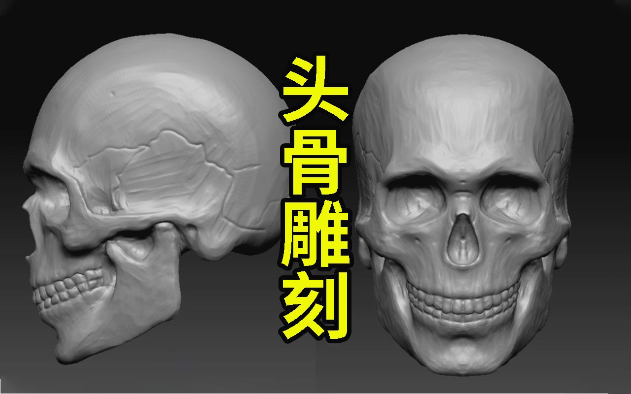 【zbrush人物雕刻】讲解头骨部分结构知识点哔哩哔哩bilibili