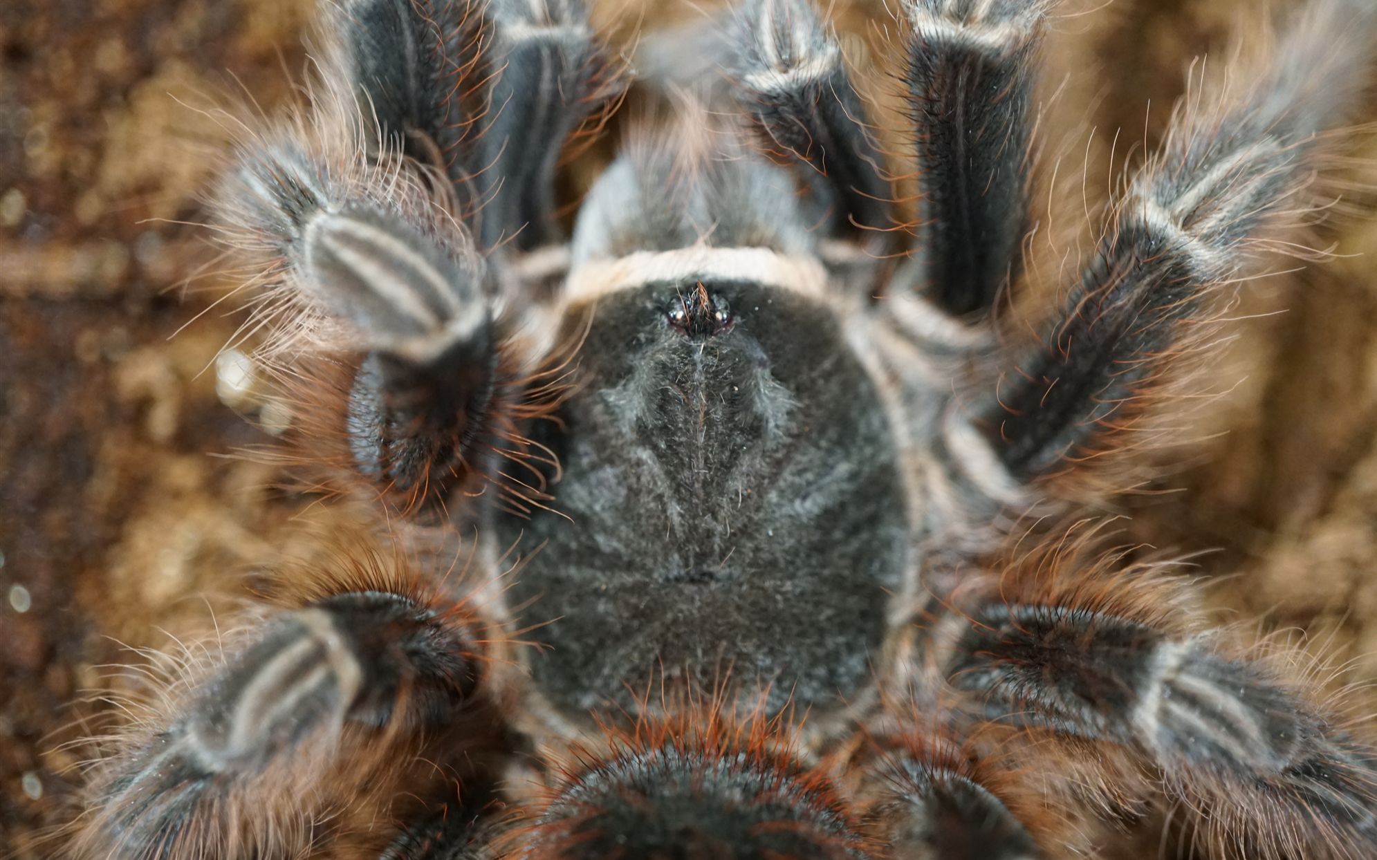 【渡渡鸟】成熟女性的美,玻利维亚红尾