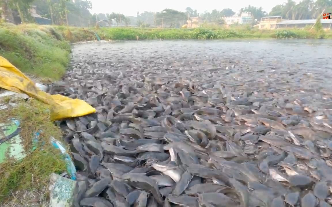 [图]数万条鲶鱼拼命只为争一口食物的时候，我感受到了生命的力量，蝼蚁也当奋力一搏！