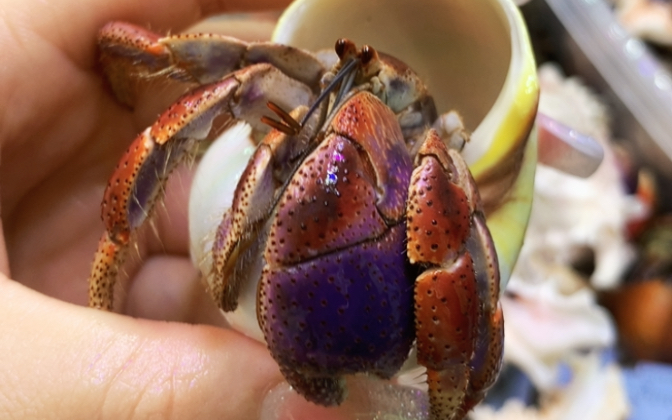 西伯寄居蟹吃播换壳