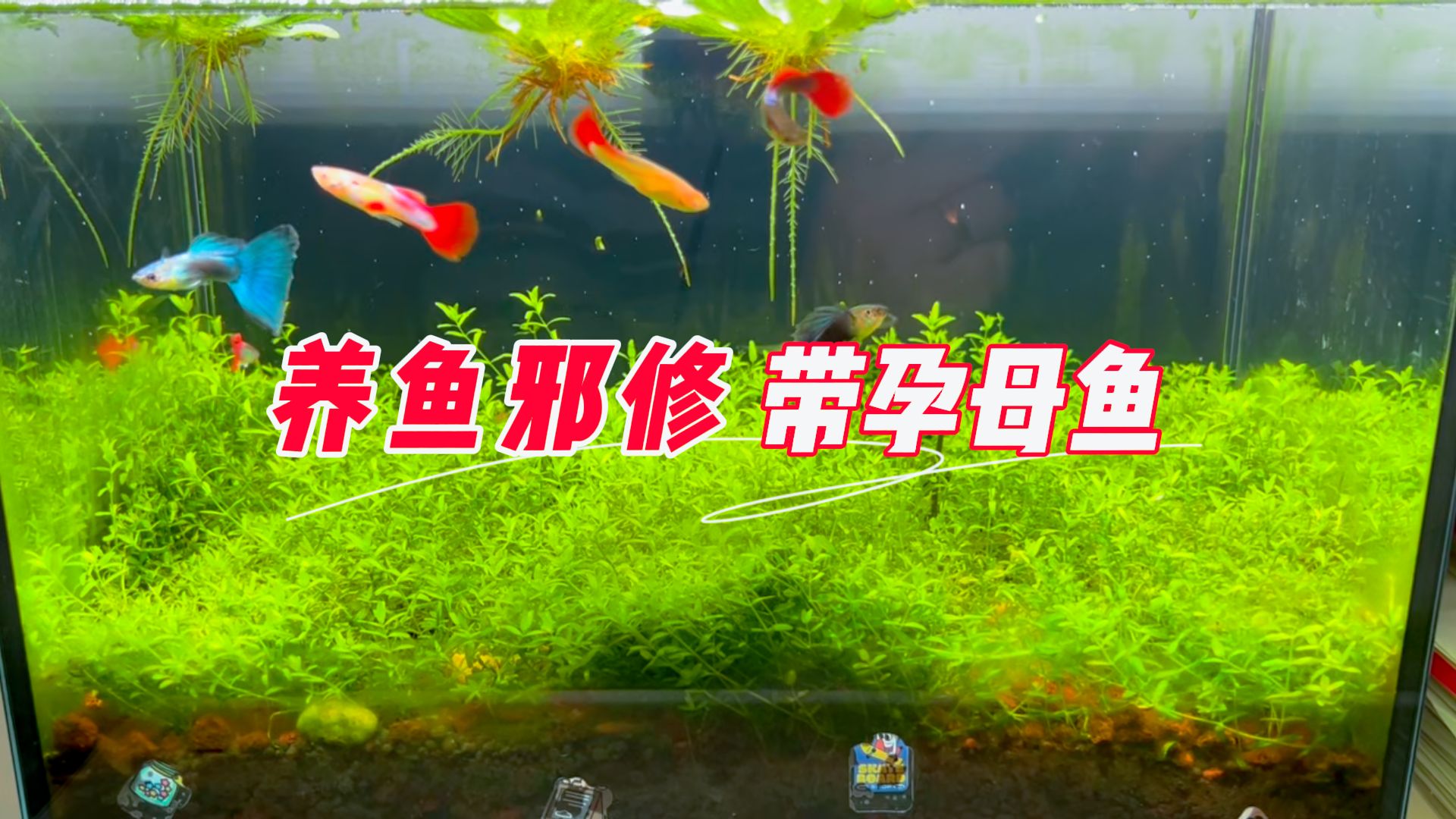 孔雀鱼劝退：别再网购成鱼了，试试这个“底层逻辑”