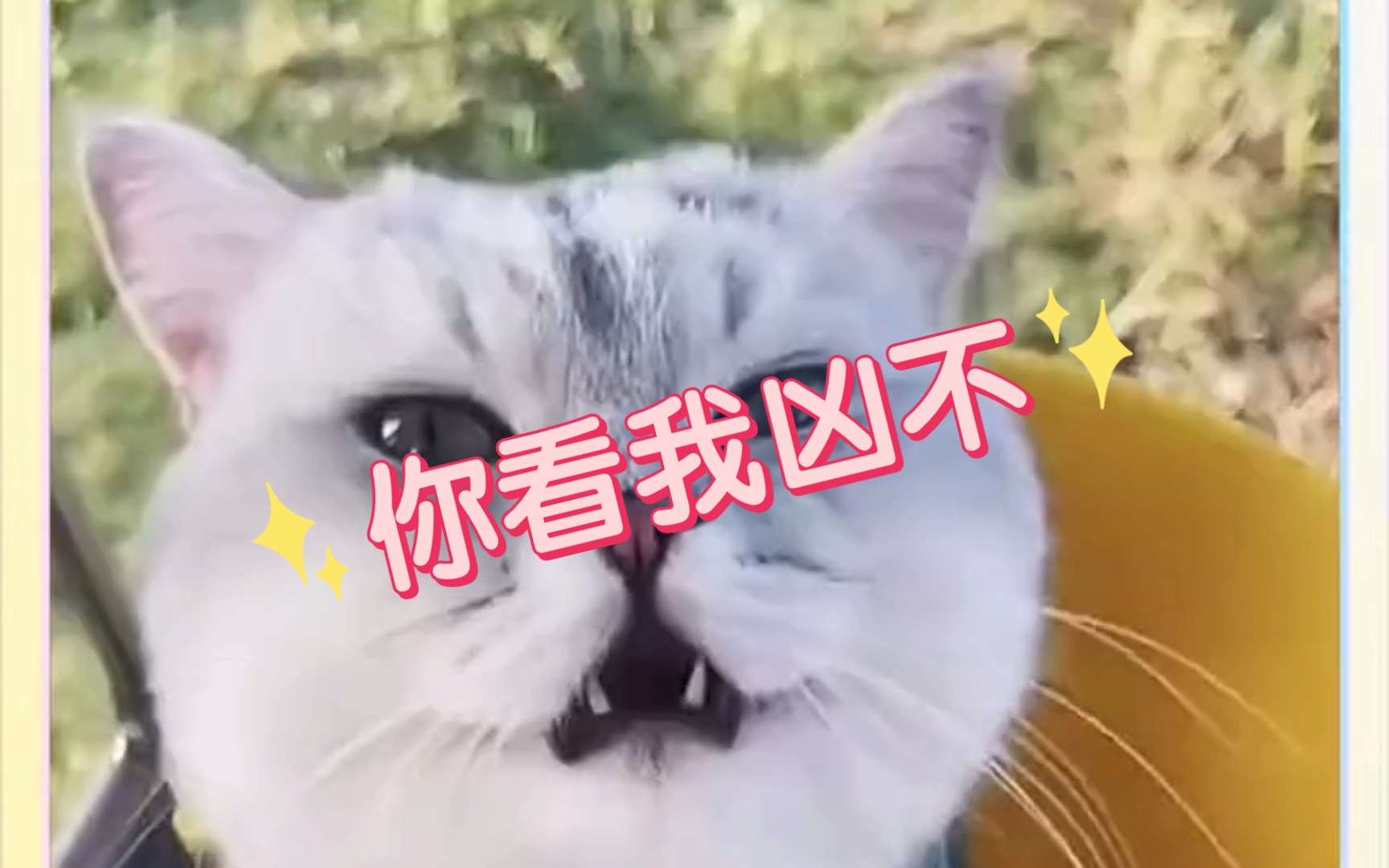 [图]哇酷哇酷，小猫咪来啦！