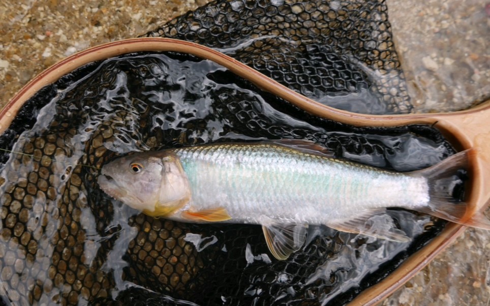 活动  【溪流马口鱼】一镜到底南方巨马