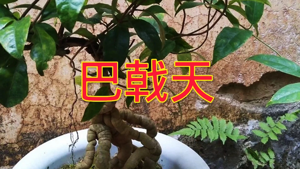 民间名贵中草药——巴戟天,具有补肾阳,强筋骨,祛风湿的功效!可治阳痿遗精,月经不调!哔哩哔哩bilibili