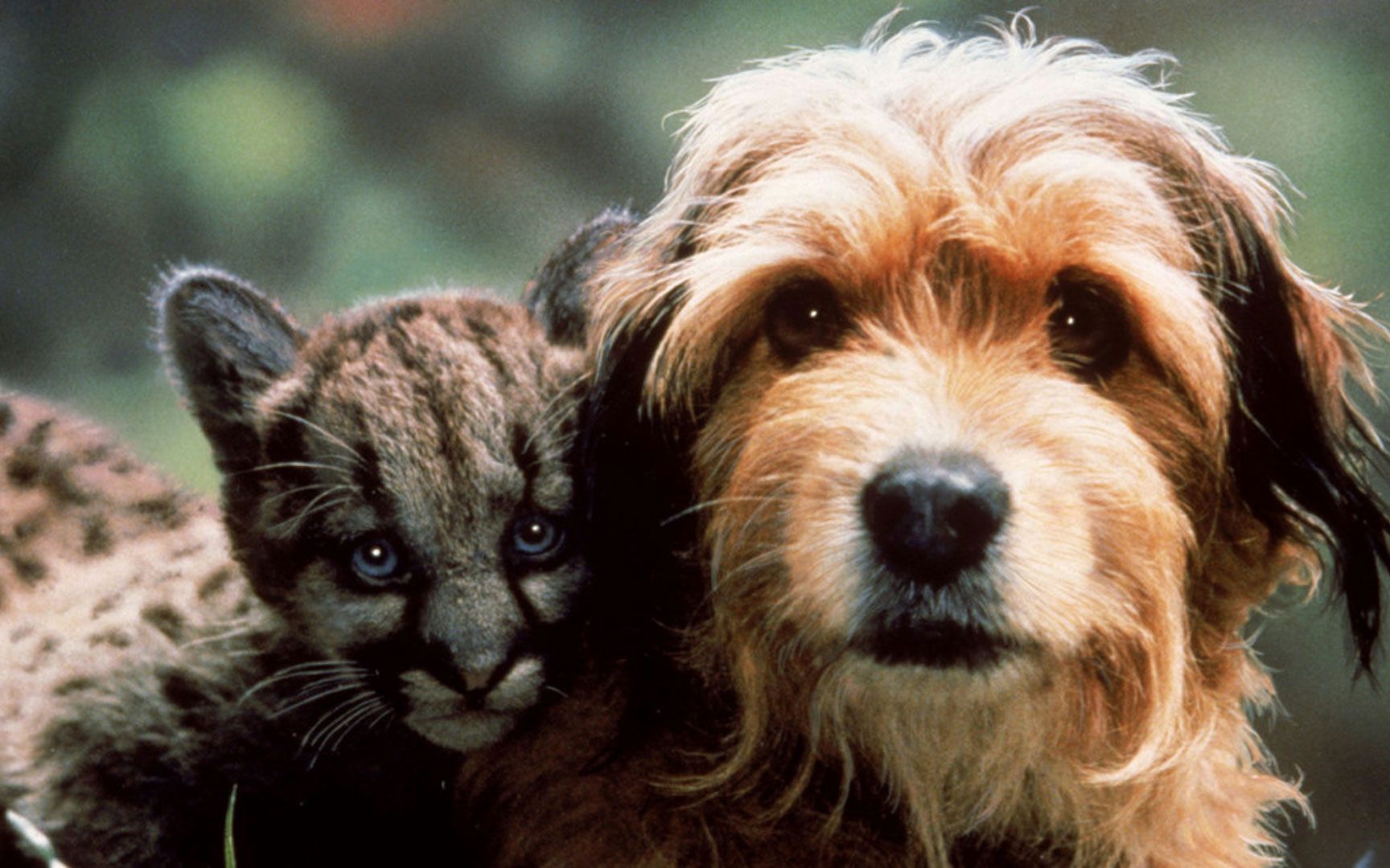 活动  跨越种族的亲情,9.1分治愈系狗狗电影丛林赤子心 (1987)