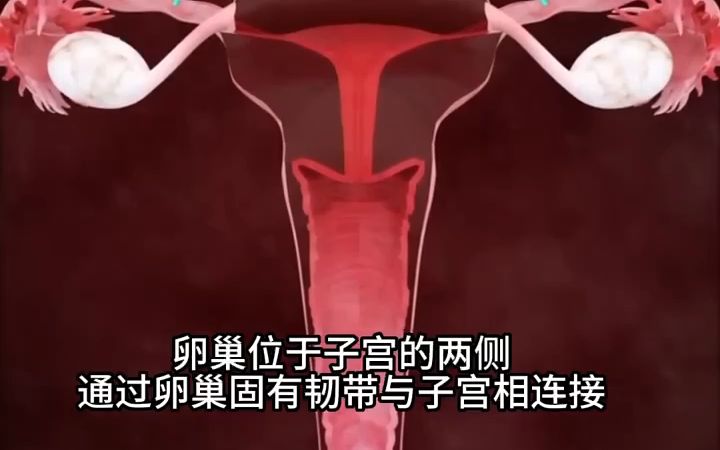 女性生殖系统3D动画,排卵与月经周期哔哩哔哩bilibili