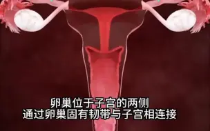 Download Video: 女性生殖系统3D动画，排卵与月经周期