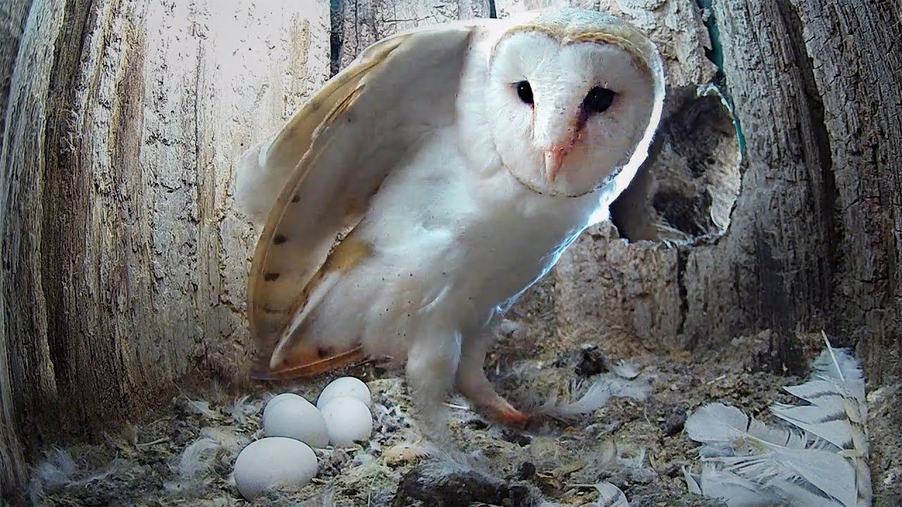 静谧的守护者:猫头鹰妈妈坐蛋的神秘时刻【仓鸮】