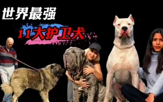 猛犬 哔哩哔哩 Bilibili 猛犬 哔哩哔哩 Bilibili