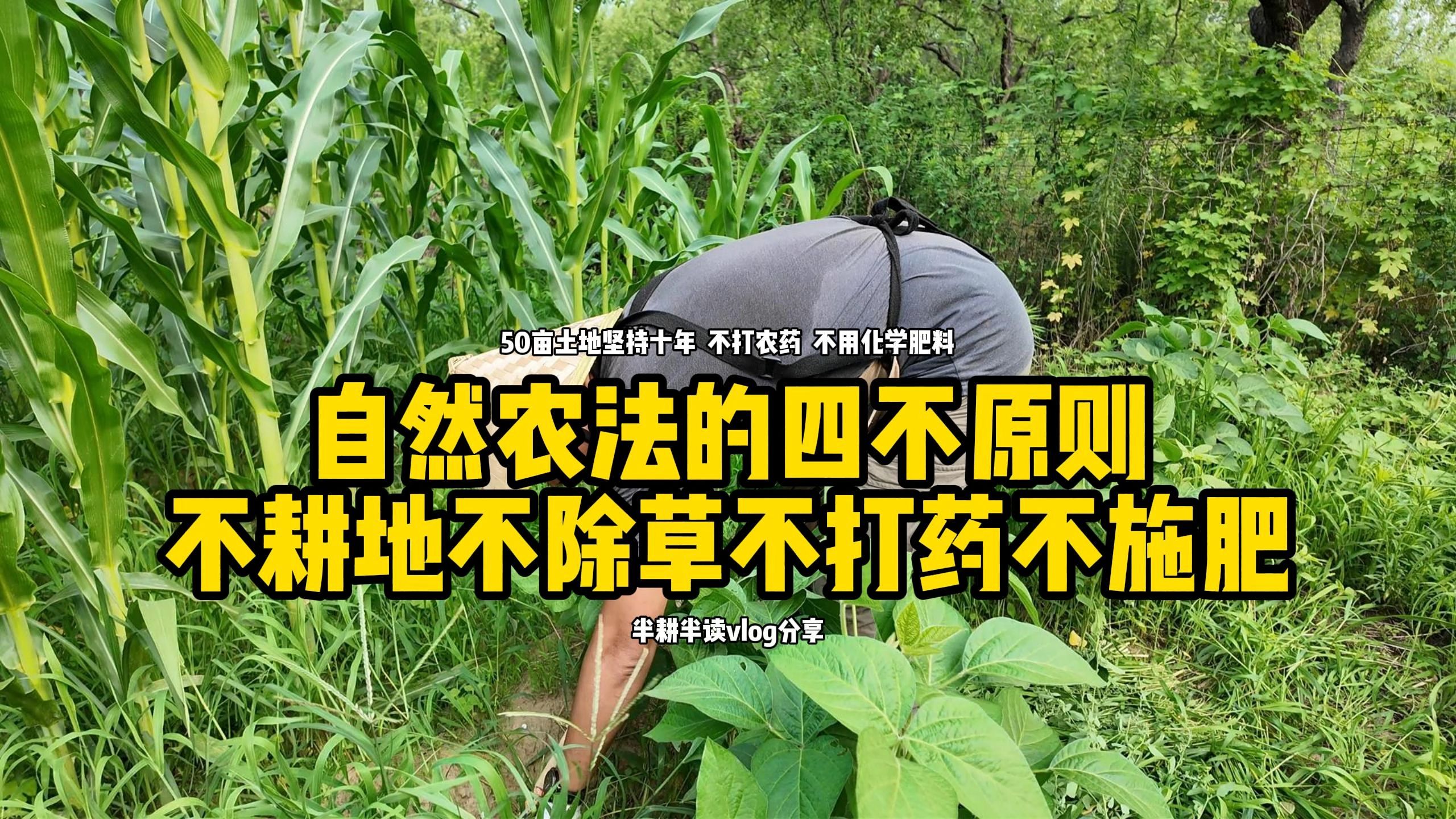 自然农法的四不原则:不耕地不除草不打药不施肥哔哩哔哩bilibili