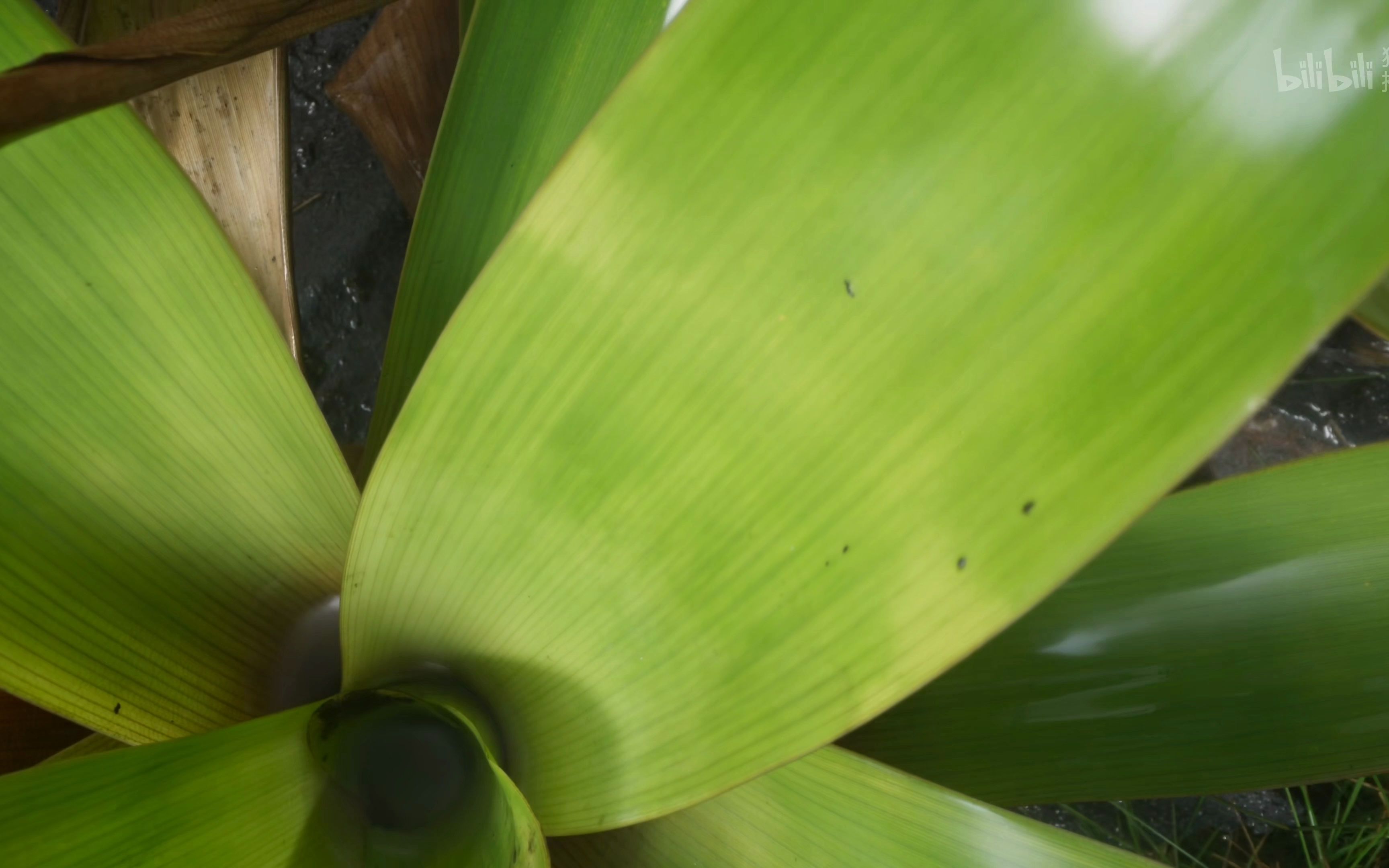 【4k高清】会捕虫的洪堡狸藻