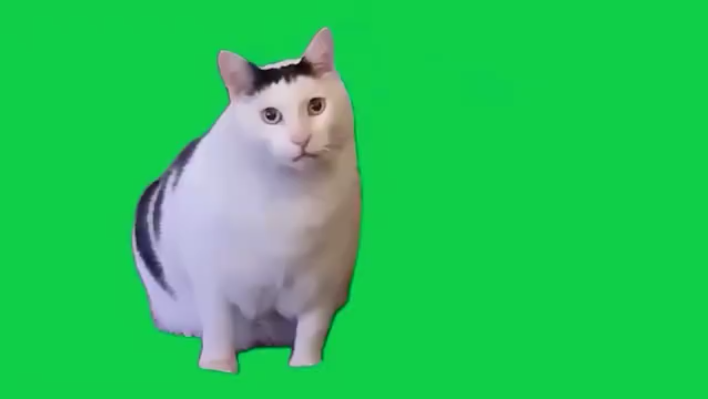 高清绿幕小猫素材