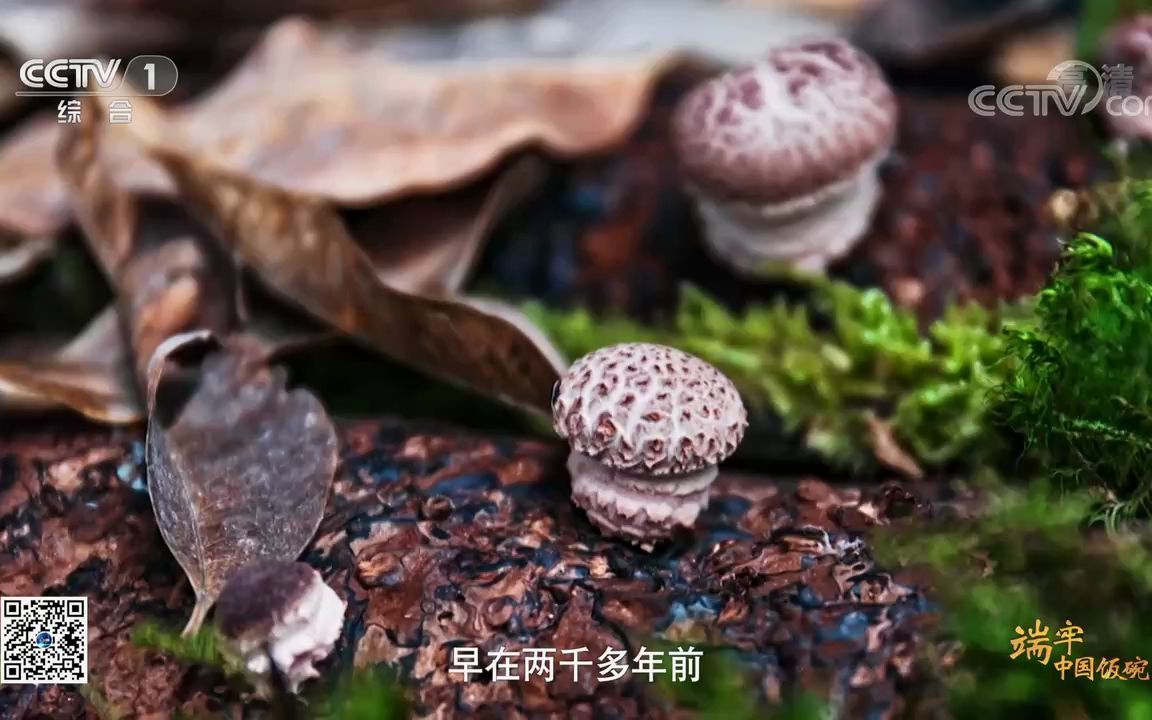 [图]端牢中国饭碗丨第8集 栽培菌菇