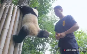 下载视频: 我是川仔，我有独特的下树方式！